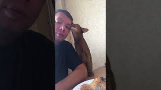 хитры кот просит курицу у хозяина лаской