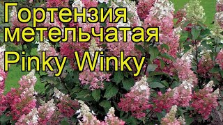 Гортензия метельчатая Pinky Winky. Краткий обзор, описание характеристик
