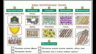 Ткани растений