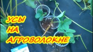 КАК РАЗМНОЖИТЬ КЛУБНИКУ УСАМИ НА АГРОВОЛОКНЕ / Органическое земледелие