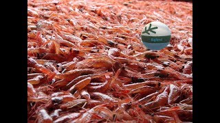 A Very Nice Tow Of Shrimp