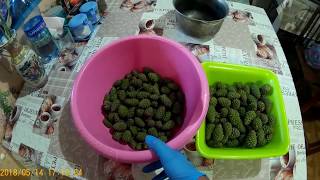 Варенье из сосновых шишек