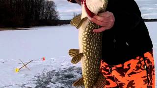 Ice Fishing Northern Pike With Tip Ups