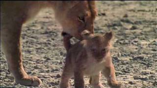 cubs killer lion