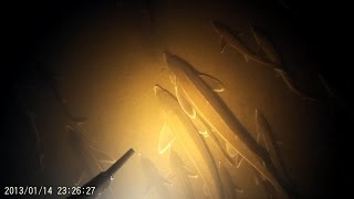 Подводная охота на осетров, бестера и стерлядь!огромная стая!2019 .russian sturgeon