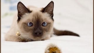 Самое смешное про кошек. Ну очень смешные кошки!