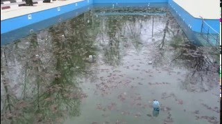 Для чего нужны бутылки в бассейне