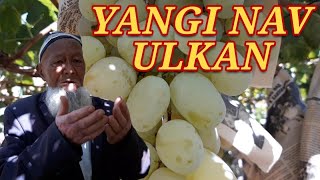 Yangi "ULKAN" navli uzum xaqida 86 yoshli bog‘bon otadan malumotlar.
