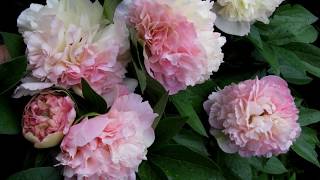 Peony Lois Choice /  Пион Луис Чойс