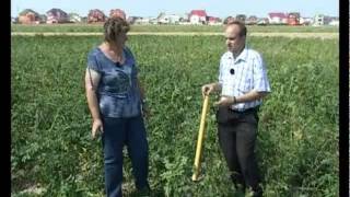 Сад и огород. Выращивание картофеля (2)