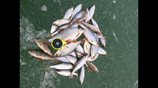 Первый лёд. Плотва на мормышку, Калужская область