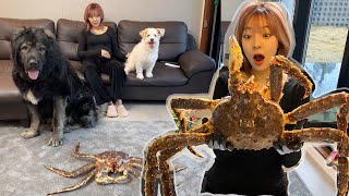 초대형 킹크랩이 거실에 나타났다!! | 왕댕댕이들 반응