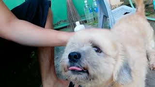 Love your doggos! | Maxie! Love Love