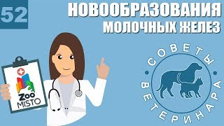 Новообразования молочных желез | Причины образования опухолей | Лечение проблемы | Советы Ветеринара