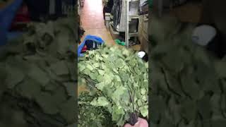 Березовые веники для бани и сауны