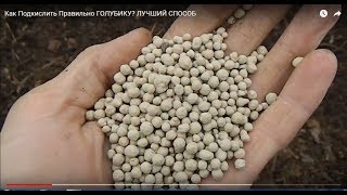 Как Подкислить Правильно ГОЛУБИКУ? ЛУЧШИЙ СПОСОБ