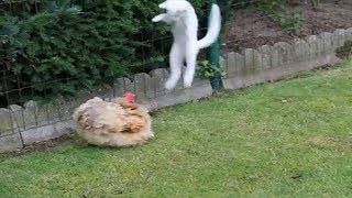 КОТ ПРОТИВ ПЕТУХА или как курица высиживает котят!!!