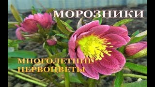 Морозники многолетние первоцветы. Садовые растения