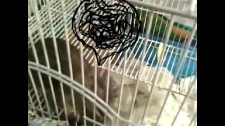 Это старое видео с моим дегу!Я не мог не показать его ,ведь Петруша с того времени слишком вырос!