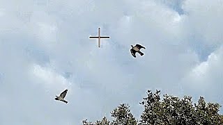 Caza Paloma Torcaz con SHOTKAM // Pigeon Shooting with SHOTKAM