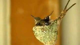 Baby Hummingbirds