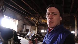 Вакцинация сухостойных коров - профилактика диареи у телят