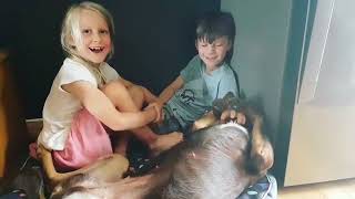 Dog Demands Belly Rubs From Boy and Girl - 986930