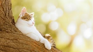 Релакс.  Красивая классическая музыка для души . Ф. Шопен.  Гармония и покой.