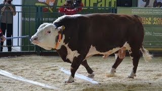 Скот мясного направления Казахская белоголовая Выставка Золотая Осень 2013