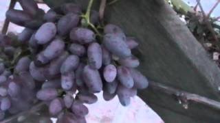 Сорт винограда "Паллада" сезон 2015