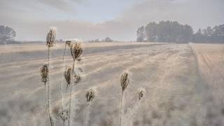 Trio Sonata for two violins and basso continuo in C-dur BWV 1037 - Johann Sebastian Bach