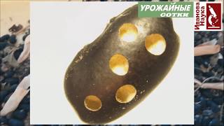 Фасоль, фаршированная мясом! Сделайте это, чтобы не потерять вкусный урожай!