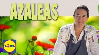 Cuidado De Las Azaleas ?? | Escuela de Jardinería | Lidl España