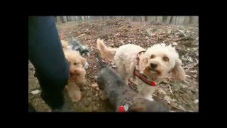 DogsReloaded Hundesitting - Zwergpudel BOBBI & die Kraft der Hundegruppe