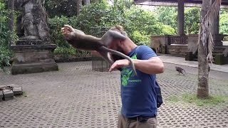 Охота на обезьян. Найдет ли обезьяна банан? | Monkey hunt