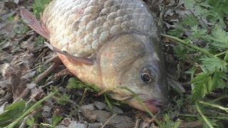 Рыбалка. Ловля карася на течении с берега. My fishing