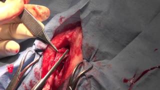 Feline Urethrostomy (PU)