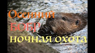 ОСЕННИЙ БОБР: Ночная Охота