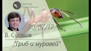 Виктор Судаков - Гриб и муравей