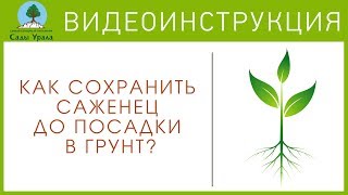 Как сохранить САЖЕНЦЫ до посадки? Видеоинструкция от Питомника "Сады Урала"
