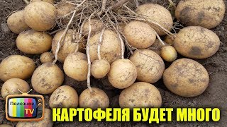 ТОЛЬКО ПРИ ТАКОЙ ПОСАДКЕ КАРТОФЕЛЯ БУДЕТ В 10 РАЗ БОЛЬШЕ! СУПЕР СПОСОБ
