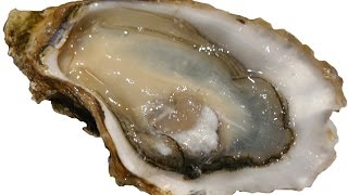 Sashimi Hàu Sữa