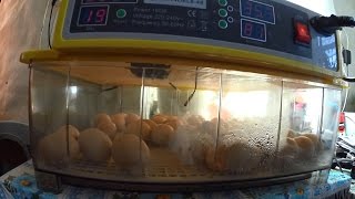 Вывод цыплят в инкубаторе JN8-48 // Китайское чудо // Жизнь в деревне