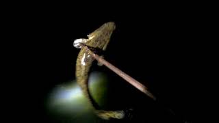 рыбалка с острогой/бесстрашные ондатры (fishing with a harpoon)