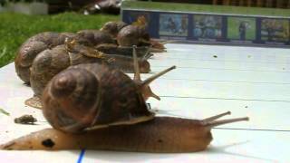 2012 Race Night - Race 2, The Snail Race