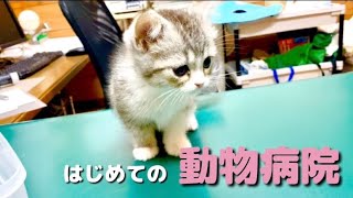 はじめての病院で、疲れきっちゃった子猫です【スコティッシュフォールド】