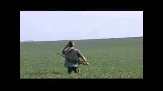 roe deer hunt in Serbia