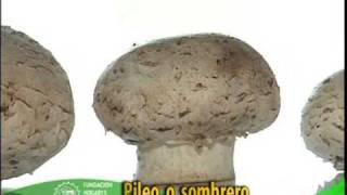 El cultivo del champiñón