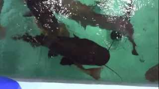ピラルク飼育☆餌の蛙１　Arapaima gigas　Food　frag