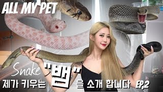 [ALL MY PET] 제가 키우는 뱀 을 소개 합니다 EP2